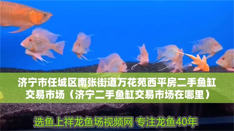 濟寧市任城區南張街道萬花苑西平房二手魚缸交易市場（濟寧二手魚缸交易市場在哪里）