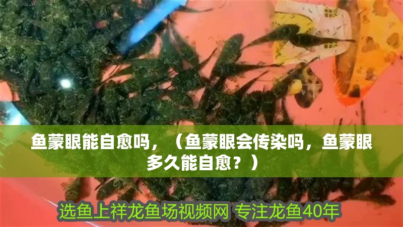 魚蒙眼能自愈嗎，（魚蒙眼會傳染嗎，魚蒙眼多久能自愈？）