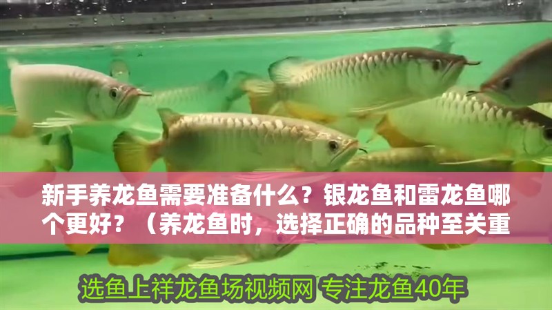 新手養龍魚需要準備什么？銀龍魚和雷龍魚哪個更好？（養龍魚時，選擇正確的品種至關重要）
