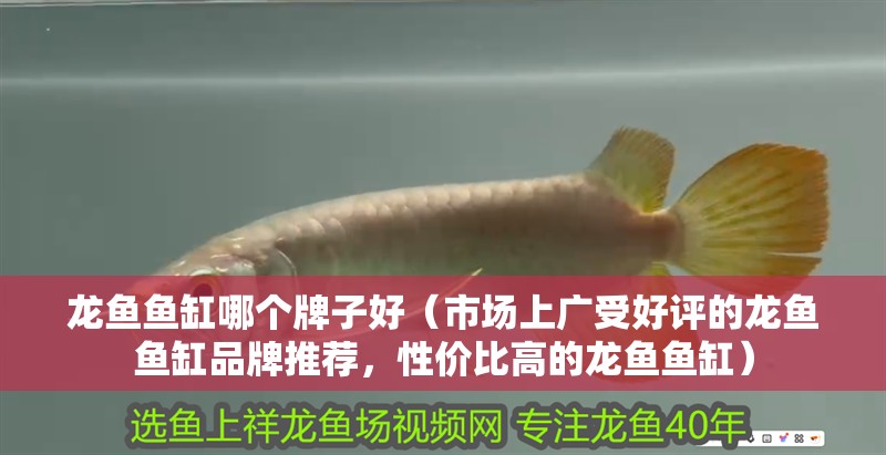 魚缸過濾器選購指南:自制魚缸過濾器魚缸上置過濾器對于養魚愛好者的必備知識 龍魚魚缸哪個牌子好(市場上廣受好評的龍魚魚缸品牌推薦,性價比高的龍魚魚缸) 龍魚百科 龍魚魚缸哪個牌子好(市場上廣受好評的龍魚魚缸品牌推薦,性價比高的龍魚魚缸) 龍魚魚缸哪個牌子好(市場上廣受好評的龍魚魚缸品牌推薦,性價比高的龍魚魚缸) 龍魚百科