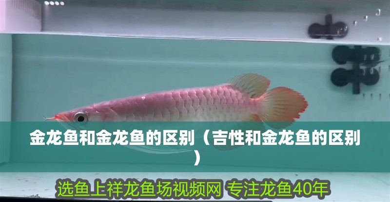 金龍魚和金龍魚的區別（吉性和金龍魚的區別）