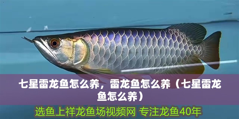 七星雷龍魚怎么養(yǎng)，雷龍魚怎么養(yǎng)（七星雷龍魚怎么養(yǎng)）