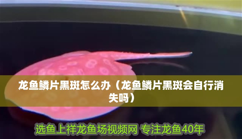 龍魚鱗片黑斑怎么辦（龍魚鱗片黑斑會自行消失嗎）