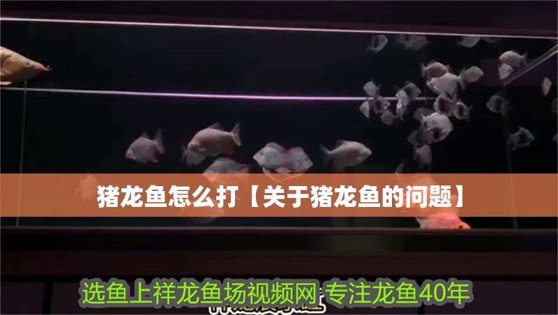 豬龍魚怎么打【關于豬龍魚的問題】