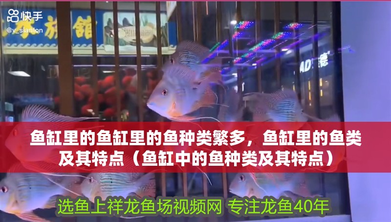 魚缸里的魚缸里的魚種類繁多，魚缸里的魚類及其特點(diǎn)（魚缸中的魚種類及其特點(diǎn)）