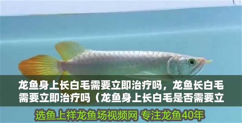 龍魚身上長白毛需要立即治療嗎，龍魚長白毛需要立即治療嗎（龍魚身上長白毛是否需要立即治療）