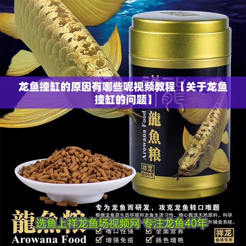 龍魚撞缸的原因有哪些呢視頻教程【關(guān)于龍魚撞缸的問題】