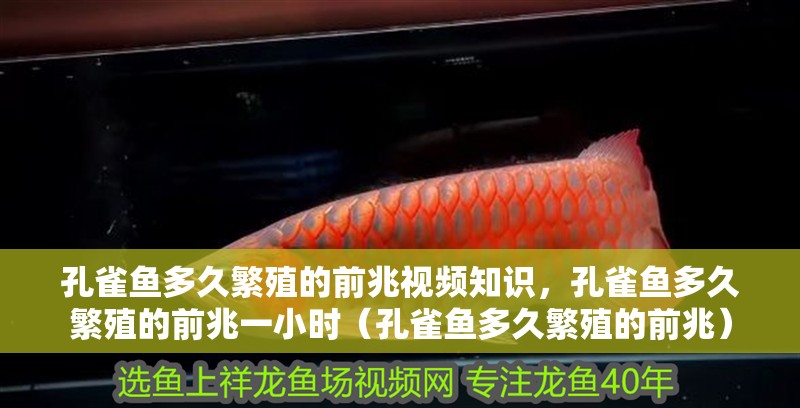 孔雀魚多久繁殖的前兆視頻知識，孔雀魚多久繁殖的前兆一小時（孔雀魚多久繁殖的前兆）