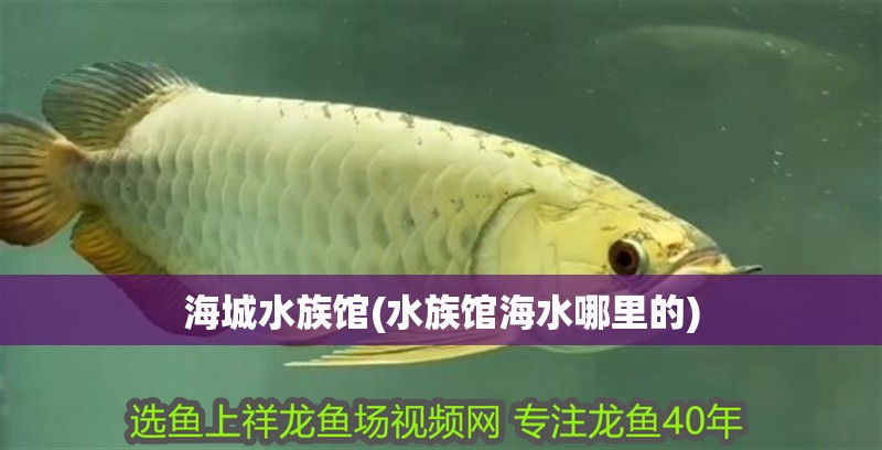 海城水族館(水族館海水哪里的)