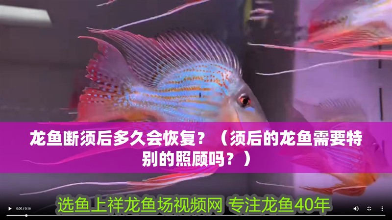 龍魚斷須后多久會恢復？（須后的龍魚需要特別的照顧嗎？）