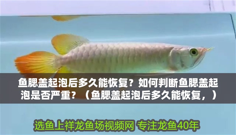 魚腮蓋起泡后多久能恢復(fù)？如何判斷魚腮蓋起泡是否嚴(yán)重？（魚腮蓋起泡后多久能恢復(fù)，）