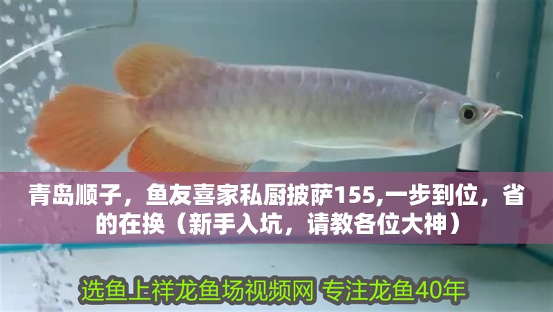 青島順子，魚友喜家私廚披薩155,一步到位，省的在換（新手入坑，請教各位大神）