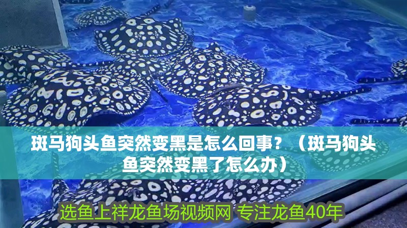斑馬狗頭魚突然變黑是怎么回事？（斑馬狗頭魚突然變黑了怎么辦）