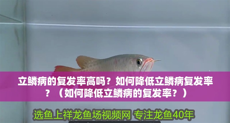 立鱗病的復發率高嗎？如何降低立鱗病復發率？（如何降低立鱗病的復發率？） 立鱗病的復發率高嗎？如何降低立鱗病復發率？（如何降低立鱗病的復發率？） 龍魚百科