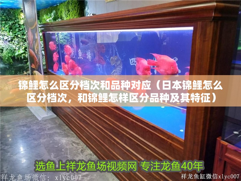 錦鯉怎么區(qū)分檔次和品種對(duì)應(yīng)（日本錦鯉怎么區(qū)分檔次，和錦鯉怎樣區(qū)分品種及其特征）