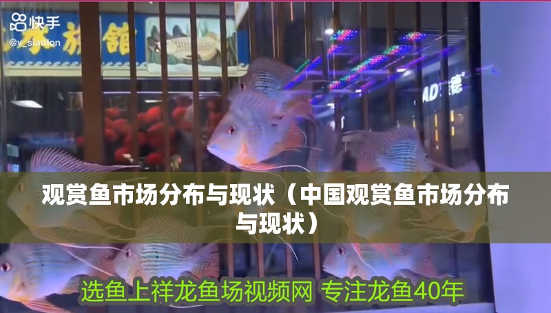 觀賞魚市場分布與現狀（中國觀賞魚市場分布與現狀）
