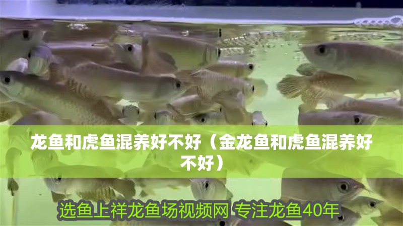 龍魚和虎魚混養好不好（金龍魚和虎魚混養好不好）