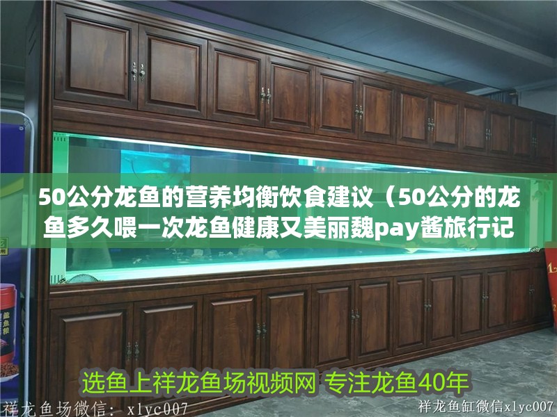 50公分龍魚的營養均衡飲食建議（50公分的龍魚多久喂一次龍魚健康又美麗魏pay醬旅行記）