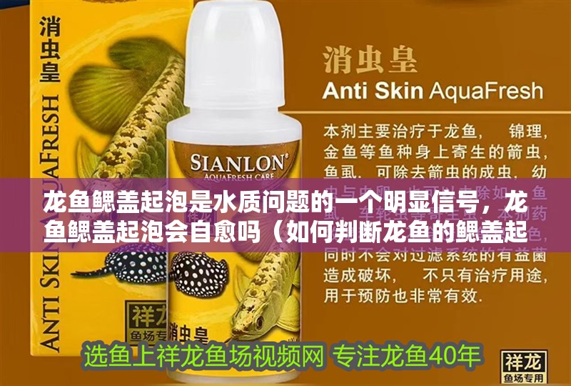 龍魚鰓蓋起泡是水質問題的一個明顯信號，龍魚鰓蓋起泡會自愈嗎（如何判斷龍魚的鰓蓋起泡是否嚴重）