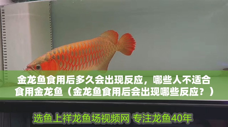 金龍魚食用后多久會出現反應，哪些人不適合食用金龍魚（金龍魚食用后會出現哪些反應？）