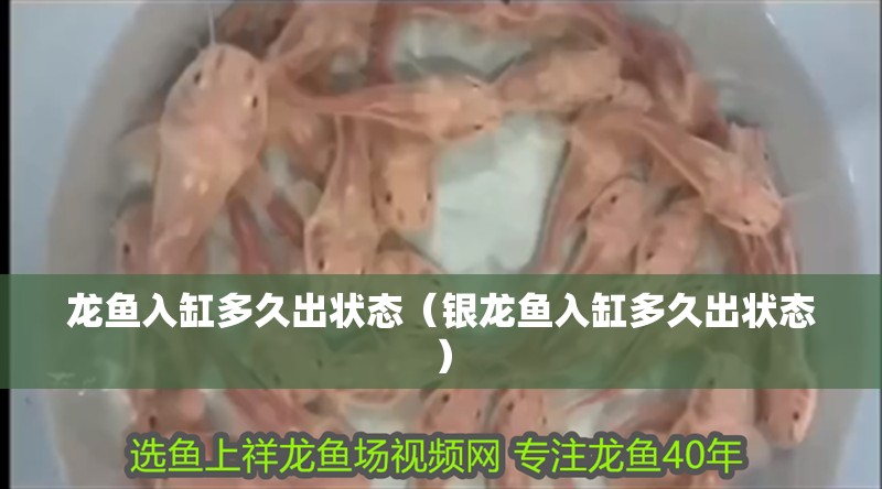 龍魚入缸多久出狀態（銀龍魚入缸多久出狀態）