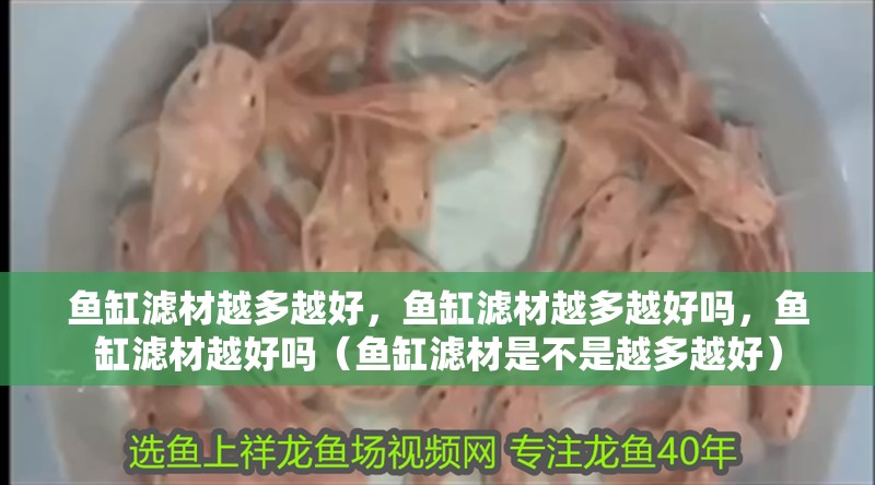 魚缸濾材越多越好，魚缸濾材越多越好嗎，魚缸濾材越好嗎（魚缸濾材是不是越多越好）