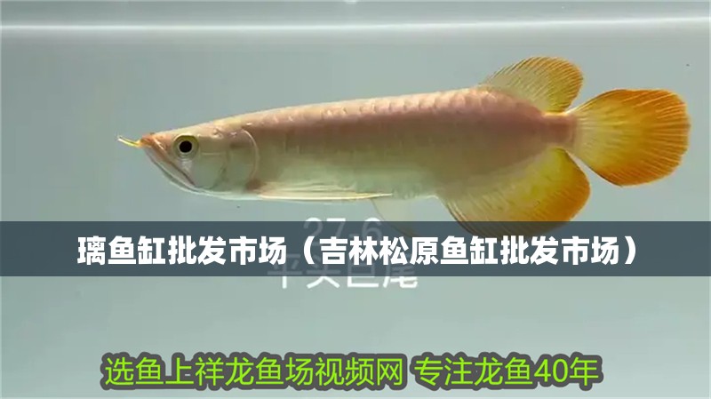 璃魚缸批發市場（吉林松原魚缸批發市場）