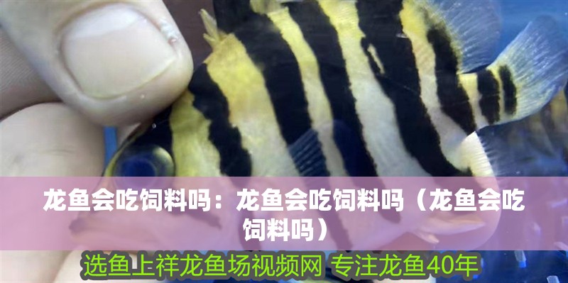 龍魚會吃飼料嗎：龍魚會吃飼料嗎（龍魚會吃飼料嗎）