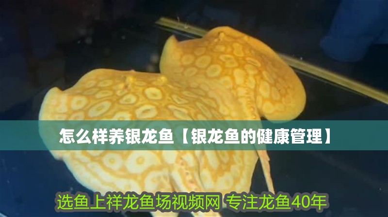 怎么樣養銀龍魚【銀龍魚的健康管理】