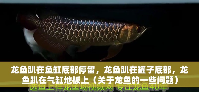 龍魚趴在魚缸底部停留，龍魚趴在罐子底部，龍魚趴在氣缸地板上（關于龍魚的一些問題）