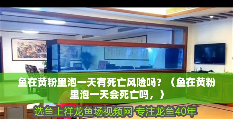 魚在黃粉里泡一天有死亡風險嗎？（魚在黃粉里泡一天會死亡嗎，）