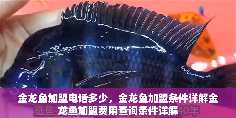 金龍魚加盟電話多少，金龍魚加盟條件詳解金龍魚加盟費(fèi)用查詢條件詳解