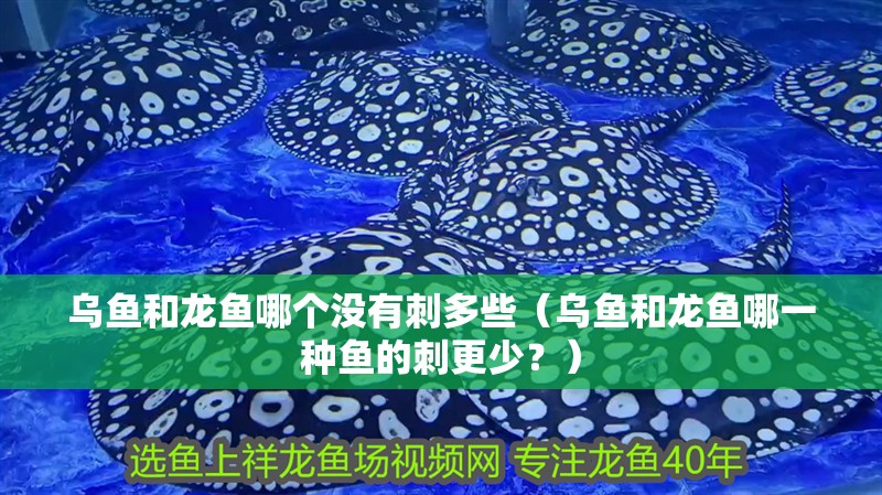 烏魚和龍魚哪個沒有刺多些（烏魚和龍魚哪一種魚的刺更少？）