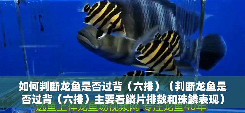 如何判斷龍魚是否過背（六排）（判斷龍魚是否過背（六排）主要看鱗片排數和珠鱗表現）