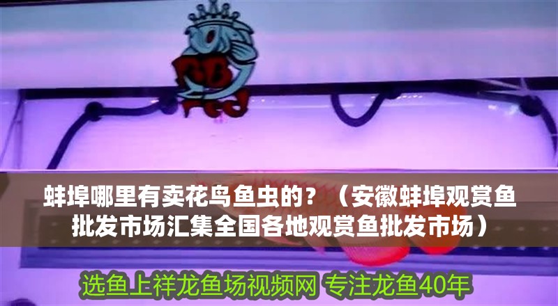 蚌埠哪里有賣花鳥魚蟲的？（安徽蚌埠觀賞魚批發市場匯集全國各地觀賞魚批發市場）