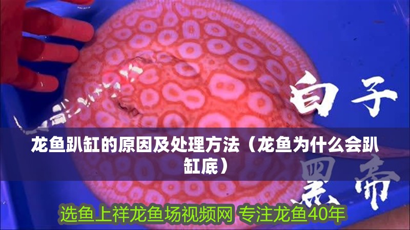 龍魚趴缸的原因及處理方法（龍魚為什么會趴缸底） 龍魚趴缸的原因及處理方法（龍魚為什么會趴缸底） 觀賞魚百科