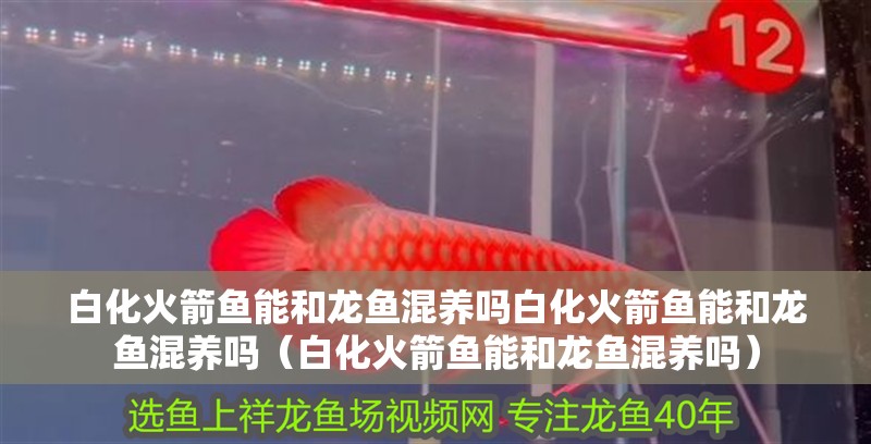 白化火箭魚能和龍魚混養嗎白化火箭魚能和龍魚混養嗎（白化火箭魚能和龍魚混養嗎）