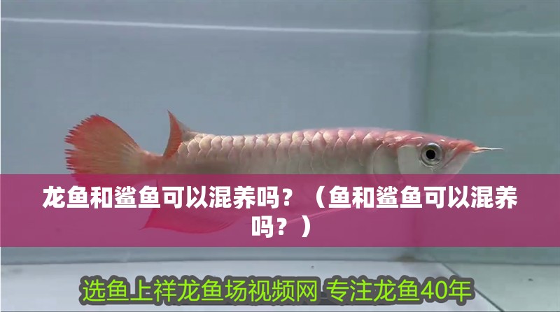 龍魚和鯊魚可以混養嗎？（魚和鯊魚可以混養嗎？）