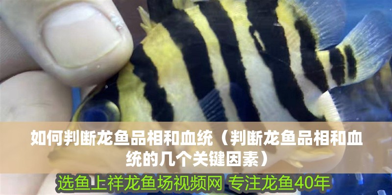 如何判斷龍魚品相和血統（判斷龍魚品相和血統的幾個關鍵因素）
