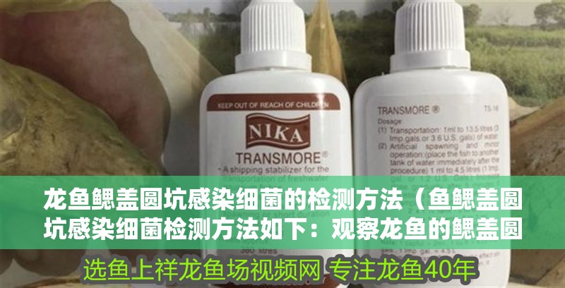 龍魚鰓蓋圓坑感染細菌的檢測方法（魚鰓蓋圓坑感染細菌檢測方法如下：觀察龍魚的鰓蓋圓坑是否有紅腫）