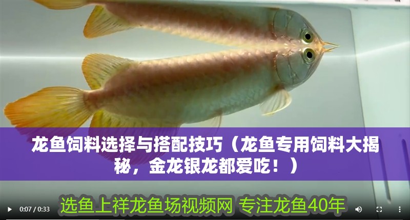 龍魚飼料選擇與搭配技巧（龍魚專用飼料大揭秘，金龍銀龍都愛吃！）