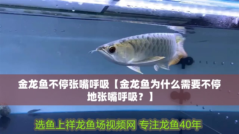 金龍魚不停張嘴呼吸【金龍魚為什么需要不停地張嘴呼吸？】