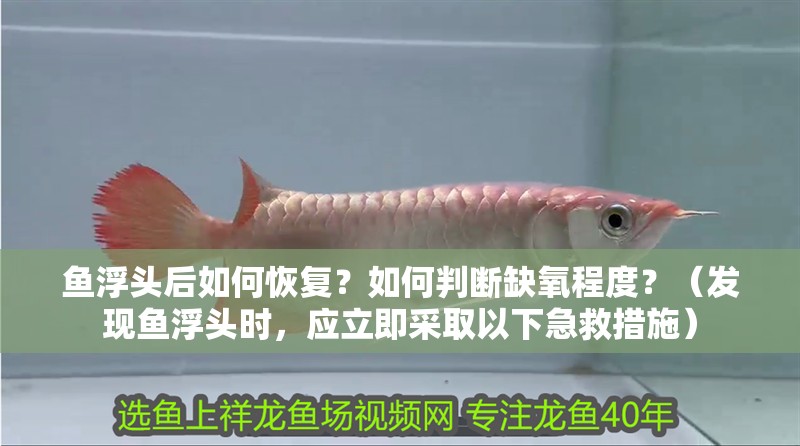 魚浮頭后如何恢復？如何判斷缺氧程度？（發現魚浮頭時，應立即采取以下急救措施）