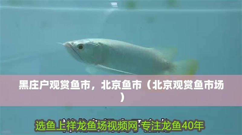 黑莊戶觀賞魚市，北京魚市（北京觀賞魚市場）