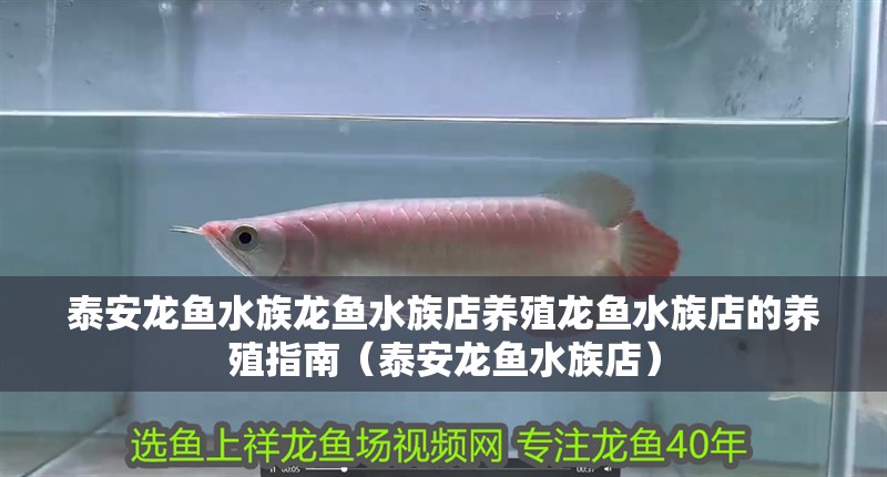 泰安龍魚水族龍魚水族店養(yǎng)殖龍魚水族店的養(yǎng)殖指南（泰安龍魚水族店）