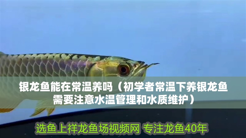 銀龍魚(yú)能在常溫養(yǎng)嗎（初學(xué)者常溫下養(yǎng)銀龍魚(yú)需要注意水溫管理和水質(zhì)維護(hù)）