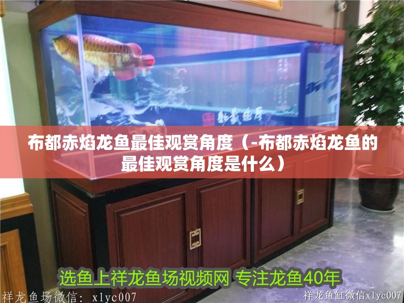 布都赤焰龍魚最佳觀賞角度（-布都赤焰龍魚的最佳觀賞角度是什么）
