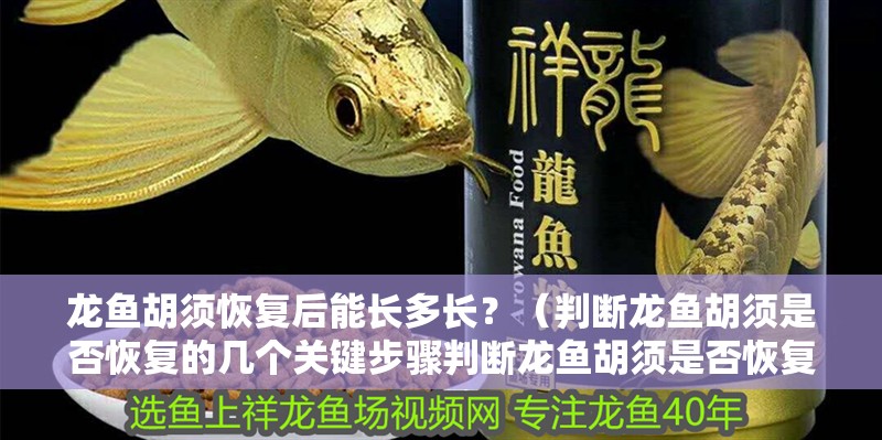 龍魚胡須恢復后能長多長？（判斷龍魚胡須是否恢復的幾個關鍵步驟判斷龍魚胡須是否恢復）