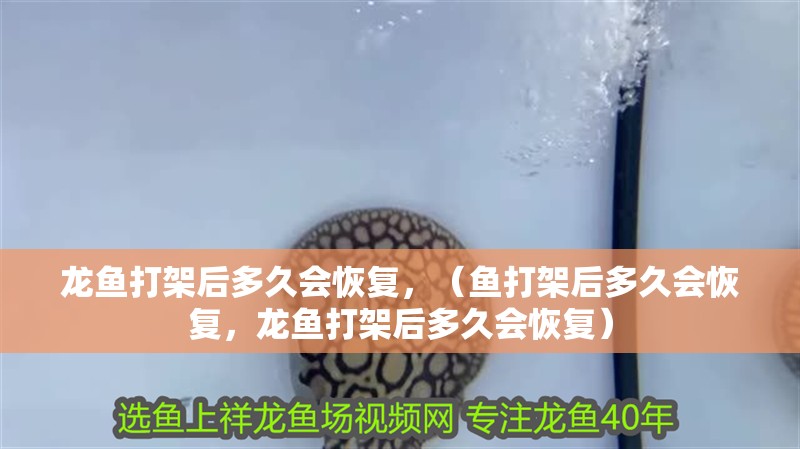 龍魚打架后多久會恢復，（魚打架后多久會恢復，龍魚打架后多久會恢復）