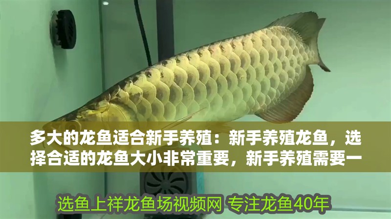 多大的龍魚適合新手養(yǎng)殖：新手養(yǎng)殖龍魚，選擇合適的龍魚大小非常重要，新手養(yǎng)殖需要一定的知識